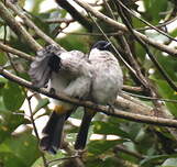 Bulbul cul-d'or