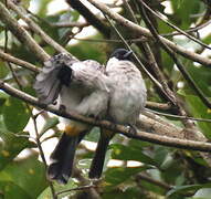 Bulbul cul-d'or