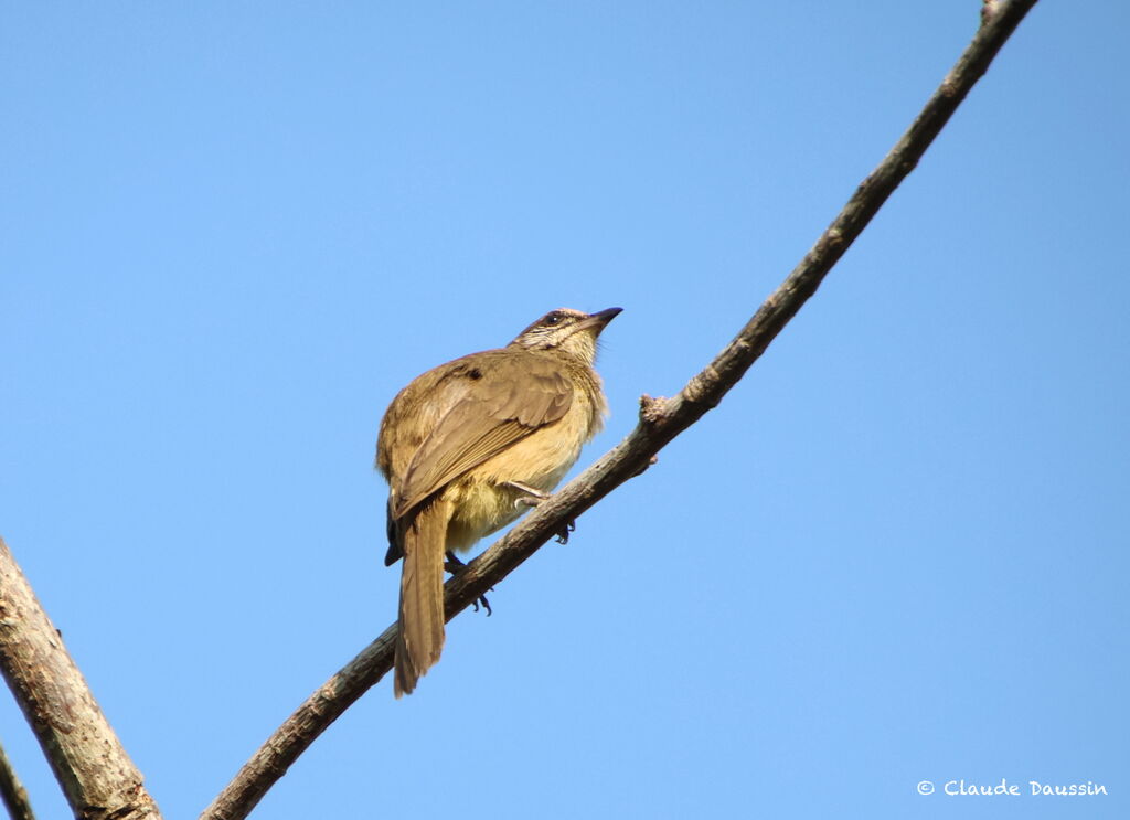 Streak-eared Bulbul