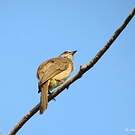 Bulbul de Conrad