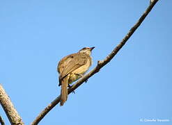 Bulbul de Conrad