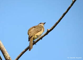 Bulbul de Conrad