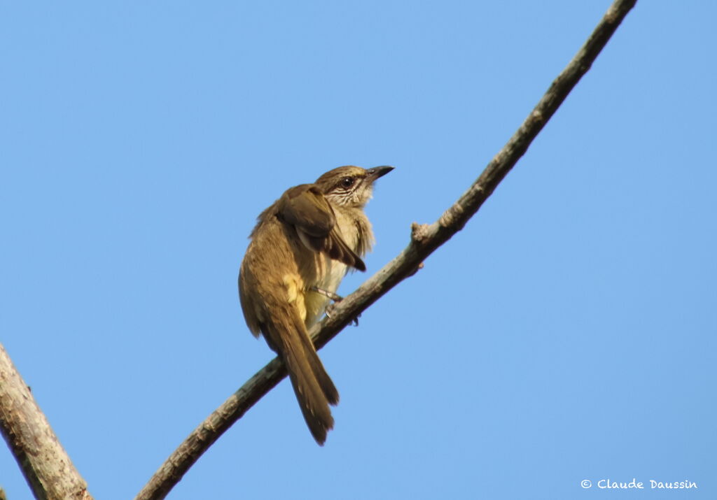 Streak-eared Bulbul