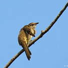 Bulbul de Conrad