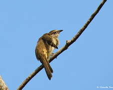 Streak-eared Bulbul