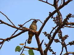 Stripe-throated Bulbul