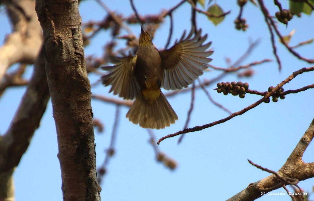 Stripe-throated Bulbul, Flight