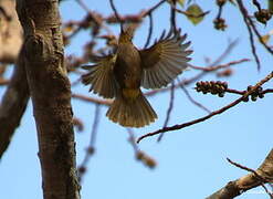 Stripe-throated Bulbul