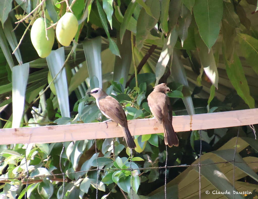 Yellow-vented Bulbul