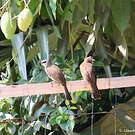 Bulbul goiavier