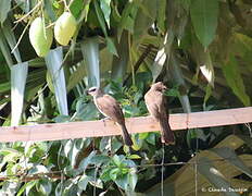 Yellow-vented Bulbul