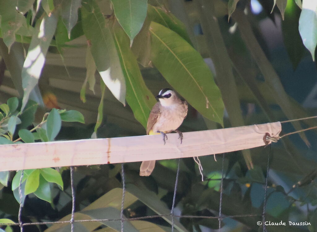 Yellow-vented Bulbul