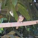 Bulbul goiavier
