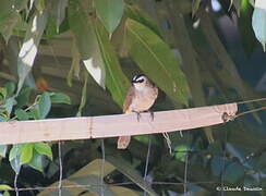 Yellow-vented Bulbul