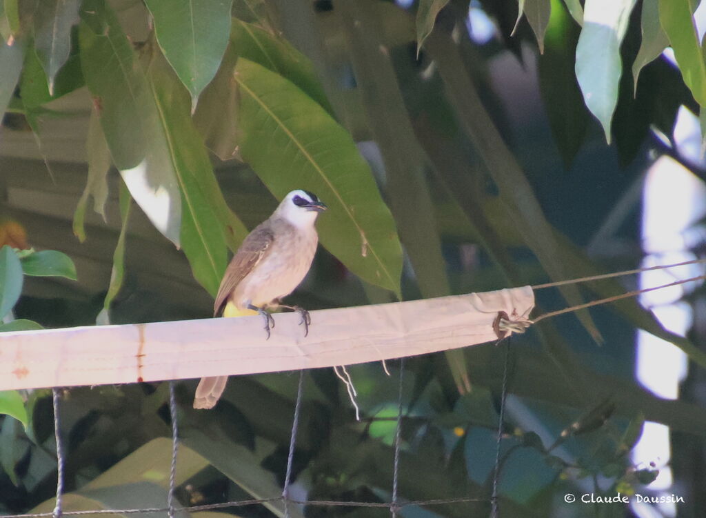 Yellow-vented Bulbul