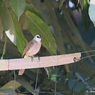 Bulbul goiavier