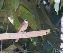 Yellow-vented Bulbul