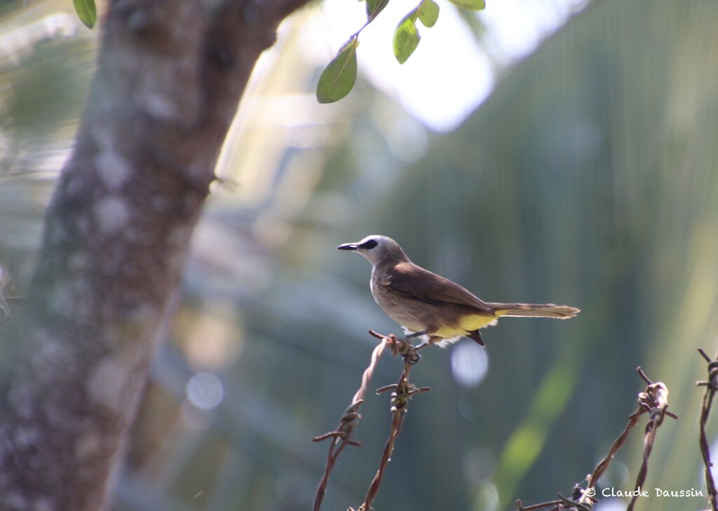 Yellow-vented Bulbul