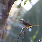 Bulbul goiavier