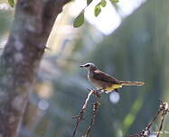 Bulbul goiavier