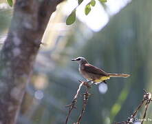 Yellow-vented Bulbul