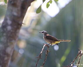 Bulbul goiavier