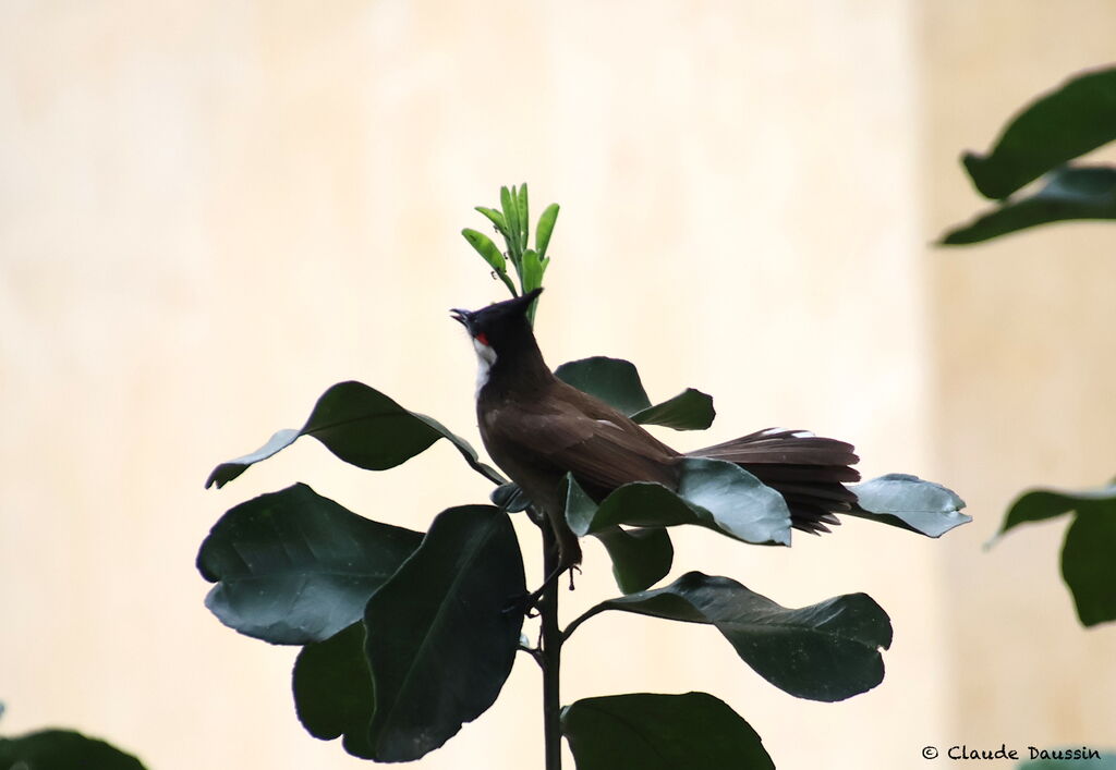 Bulbul orphée