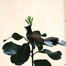 Bulbul orphée
