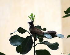 Red-whiskered Bulbul