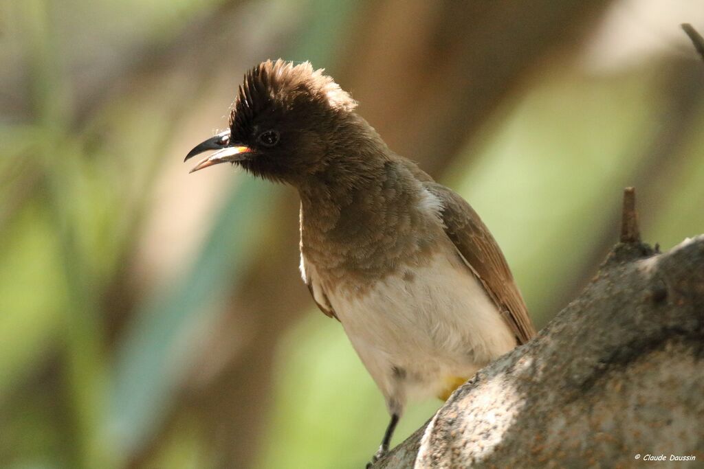 Dark-capped Bulbul