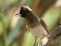 Bulbul tricolore