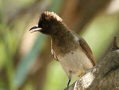 Dark-capped Bulbul