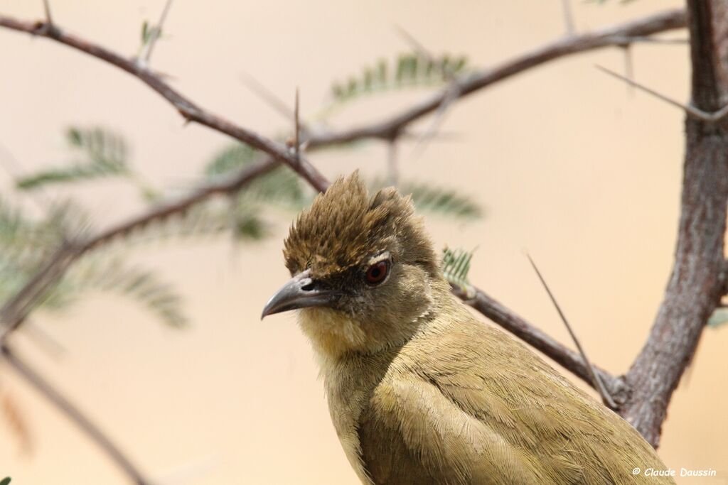 Bulbul tricolore