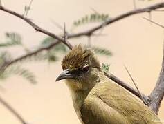 Bulbul tricolore