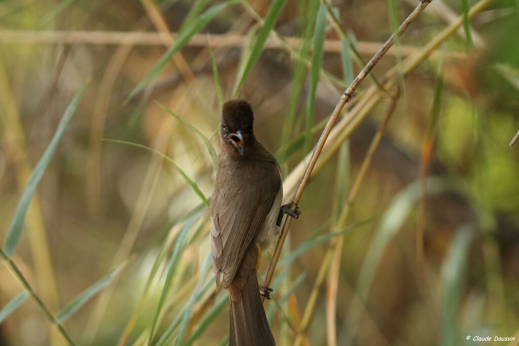 Bulbul tricolore