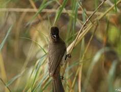 Dark-capped Bulbul