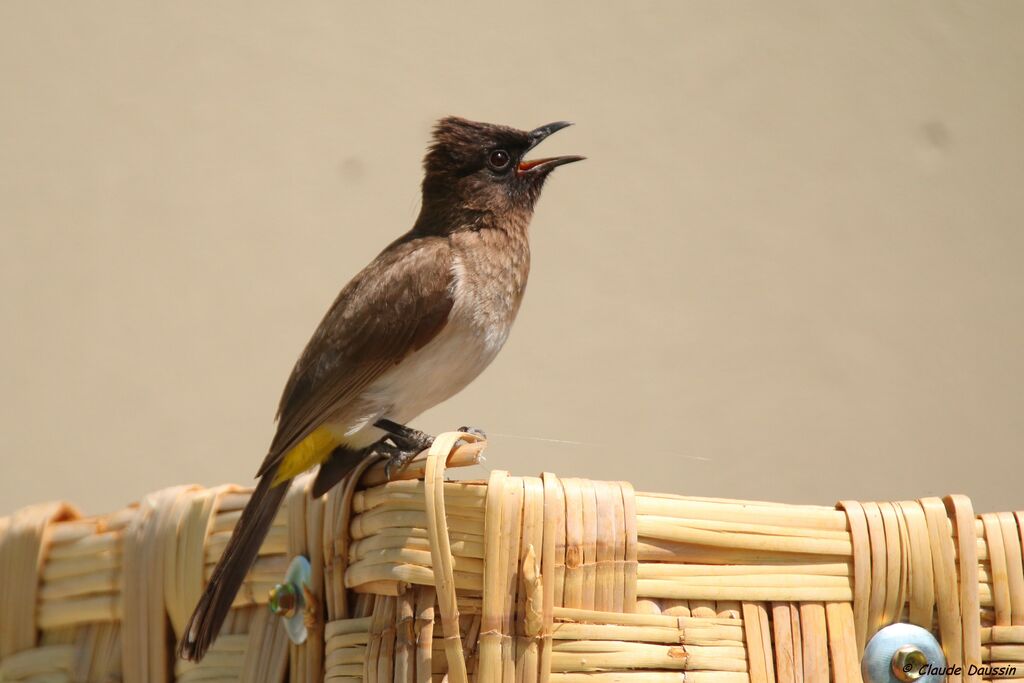 Dark-capped Bulbul