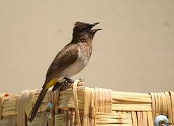 Dark-capped Bulbul