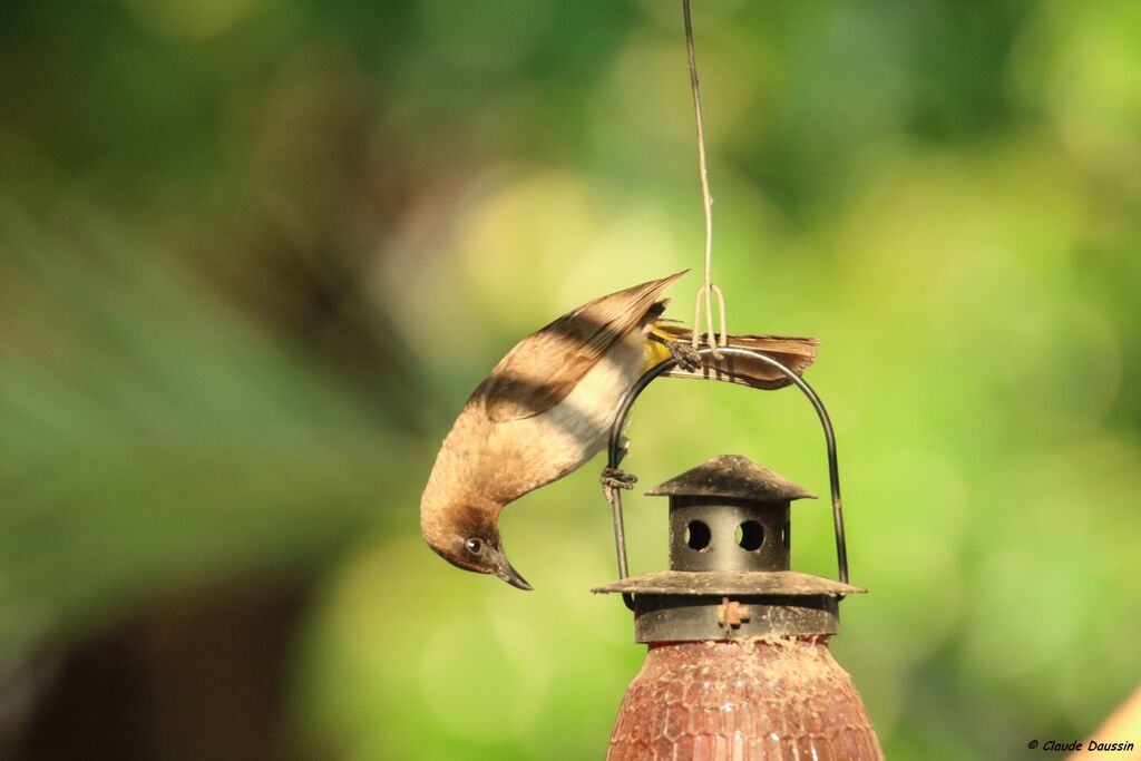 Dark-capped Bulbul