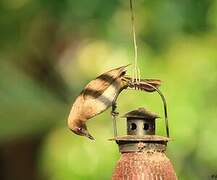 Bulbul tricolore