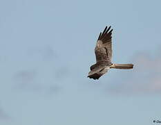 Montagu's Harrier