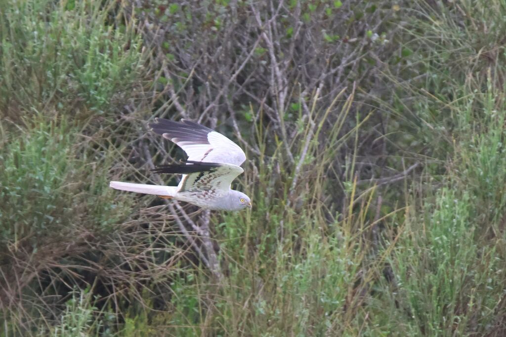 Montagu's Harrier male adult, Flight