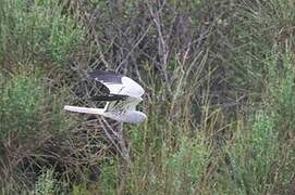 Montagu's Harrier