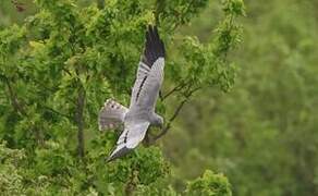 Montagu's Harrier