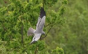 Montagu's Harrier