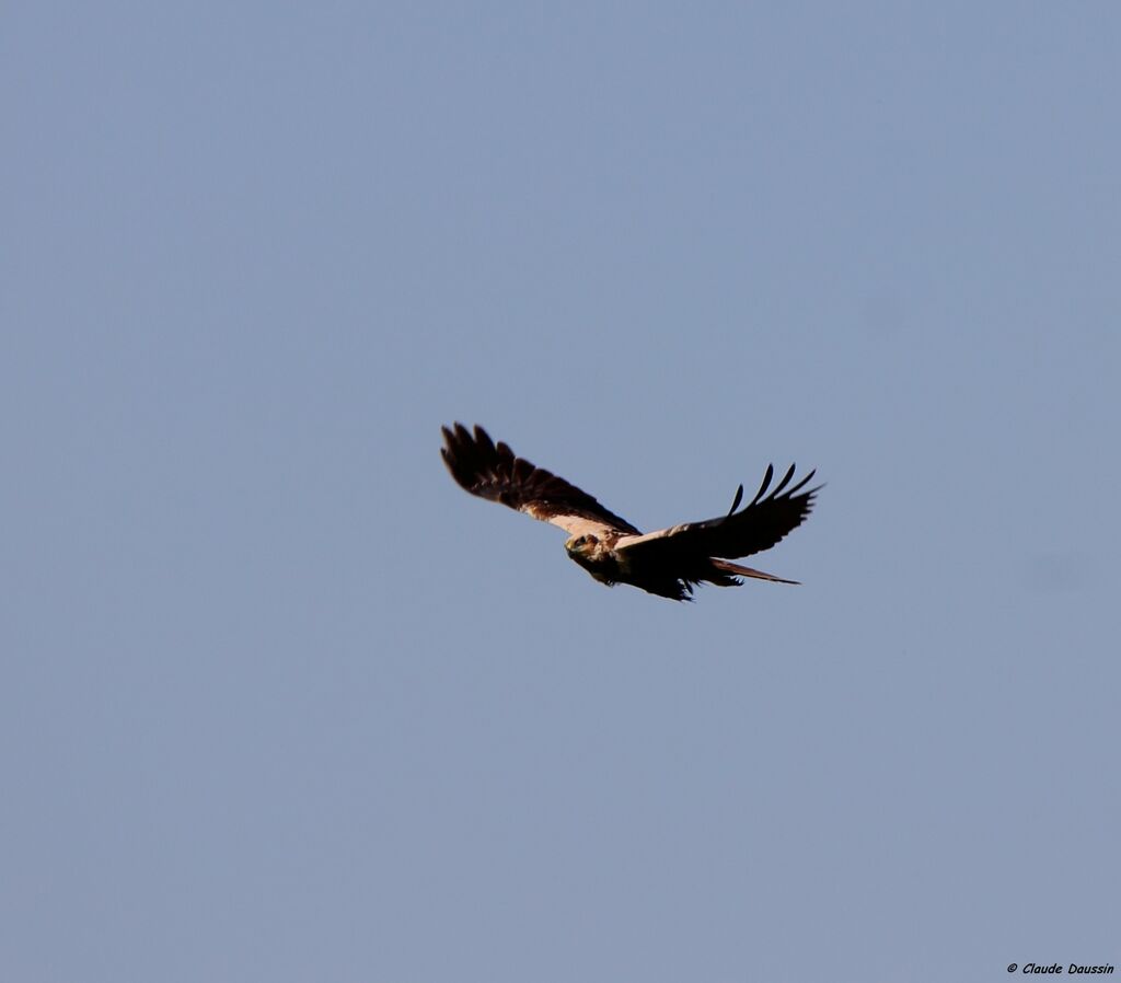 Western Marsh Harrier