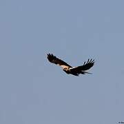 Western Marsh Harrier