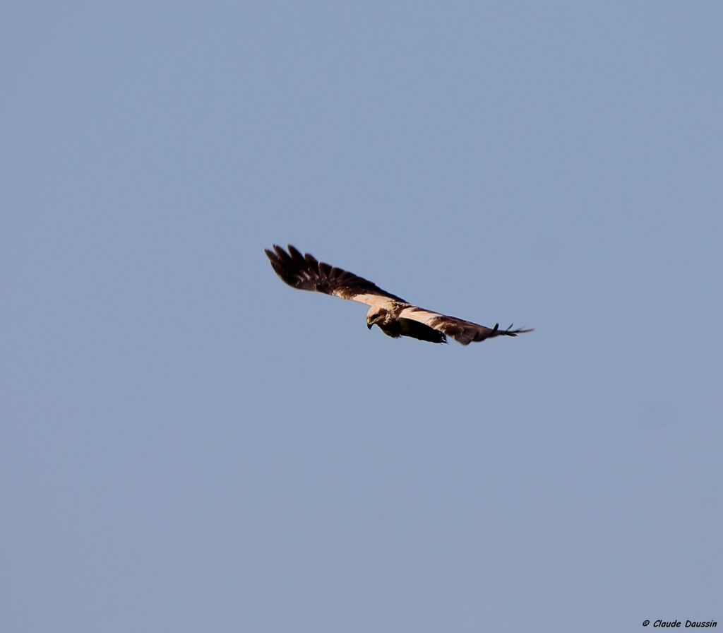 Western Marsh Harrier
