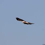 Western Marsh Harrier