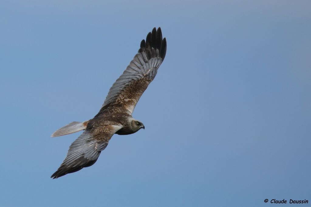 Western Marsh Harrier